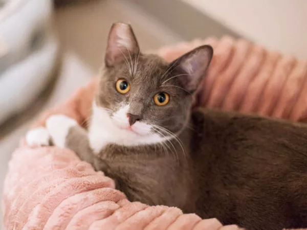 A cat sits on a pink pillow and looks directly at the camera